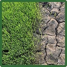 Drought Tolerant Bermuda Grass Seed