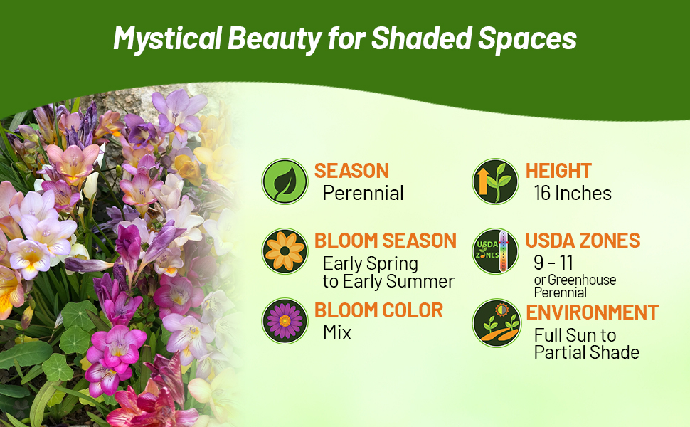 Freesia Flowers Growing In Full Sun to Partial Shade