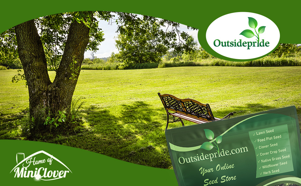 Poa Supina Elite Shade Grass Seeds