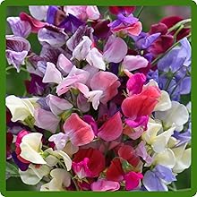 Fragrant Blooms of Sweet Pea Mixtures