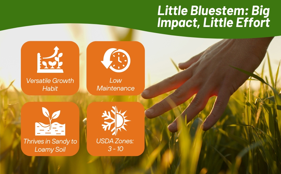 LIttle Bluestem Thrives in Sandy To Loamy Soils Great Plains Midwest Region