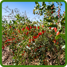 Drought Tolerant Goji Berry Plant