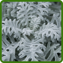 Dusty Miller Soft Texture Velvet Leaves