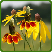 Grey Headed Coneflower Plant