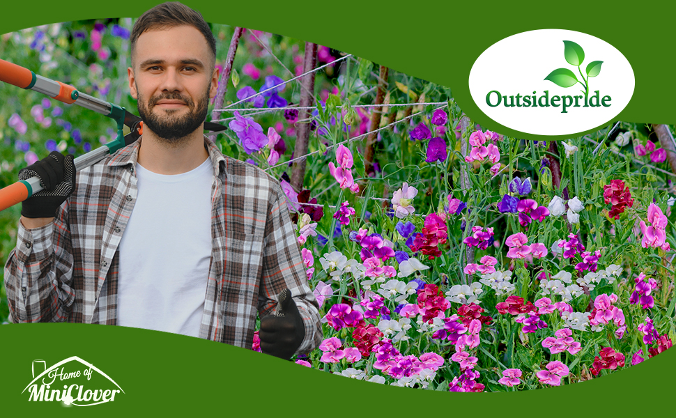 Perennial Lathyrus Sweet Peas Flower Garden