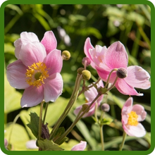Fern-Like Foliage of Anemone Flowers