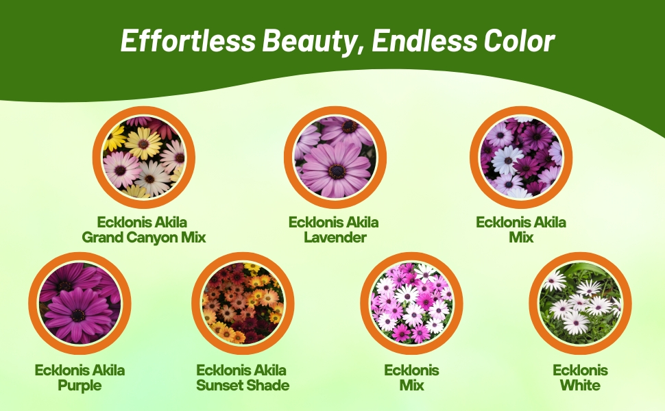 Varieties of Perennial Osteospermum African Daisy Flower Seeds