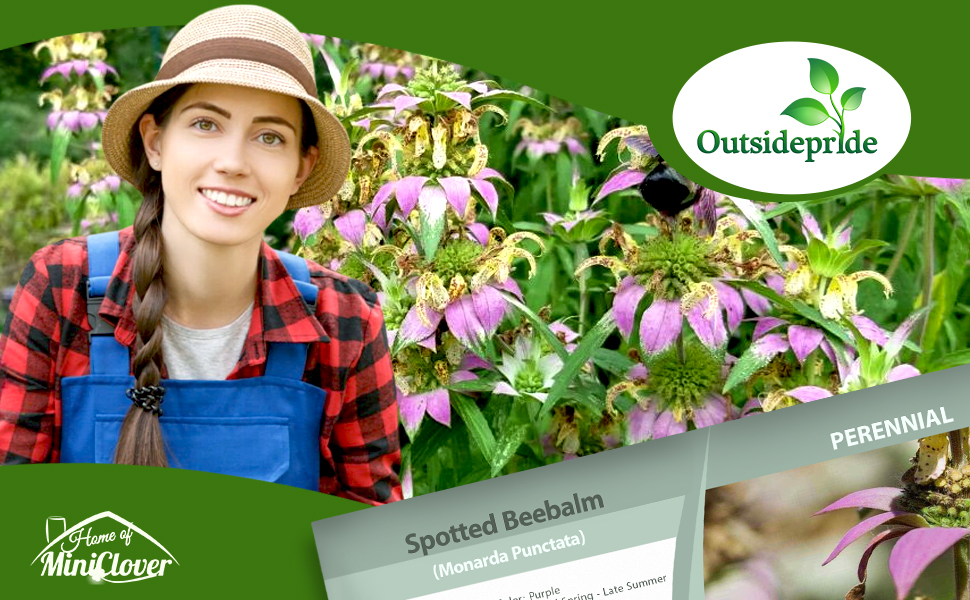 Monarda Punctata Spotted Beebalm Herb Garden