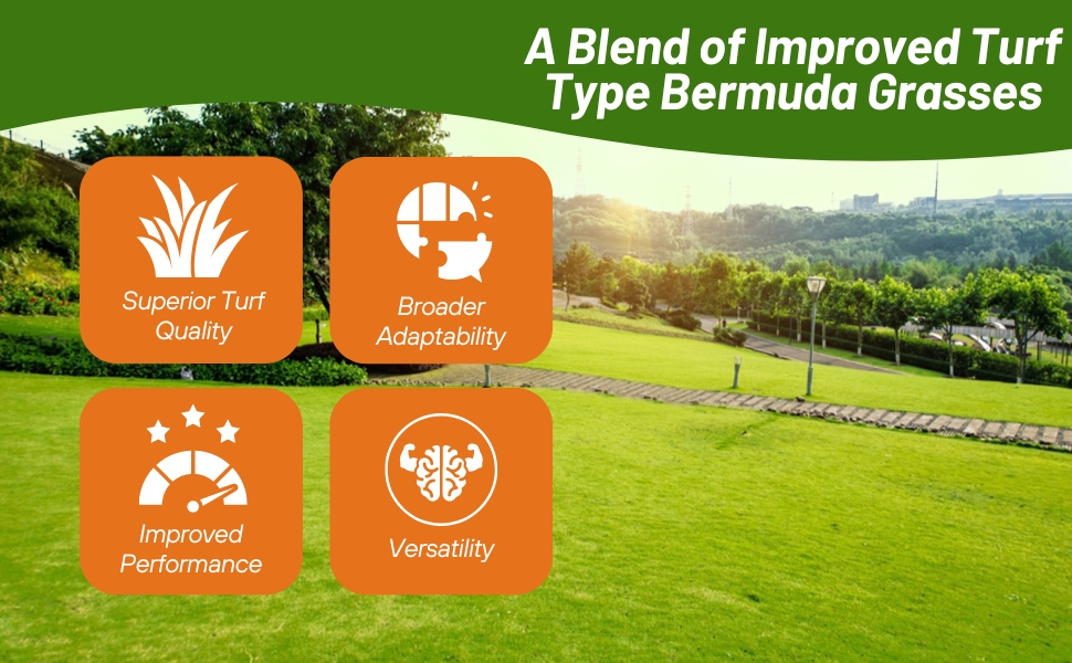 Oasis Turf & Lawn Warm Seed Grass Seed