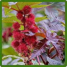 Red Foliage Castor Bean Plants
