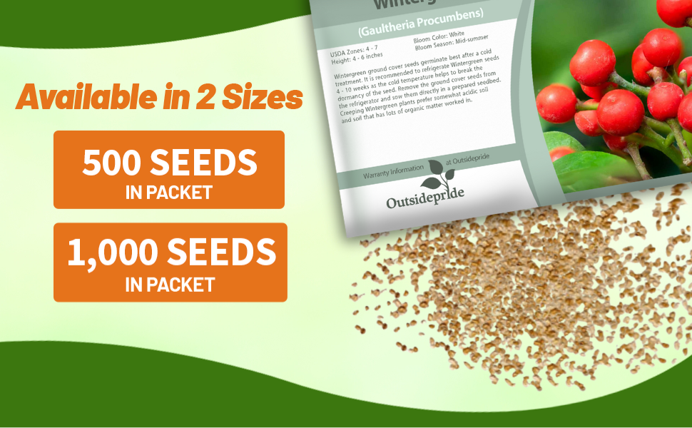Wintergreen Gaultheria Seed Packet For Sale
