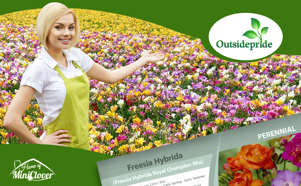Freesia Flower Seed Mixture