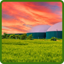 Rapid Establising Sunn Hemp For Biomass Production