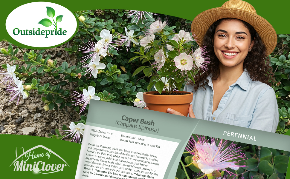 Caper Bush Plants in Garden