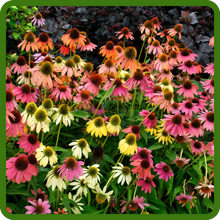 Vibrants Colors of Perennial Echinacea Coneflower Flowers