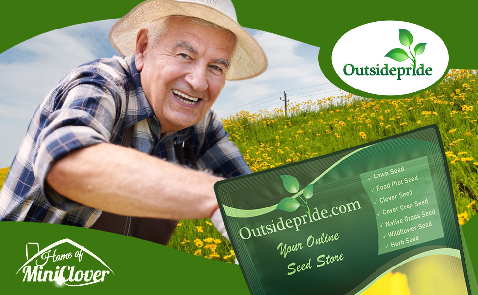 Lance Leaved Coreopsis Wildflower Meadow