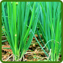 Cold Tolerant Sweet Onion Plants