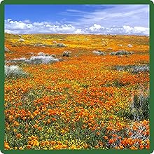 Self-seeding, Low Maintenance California Poppy Seeds