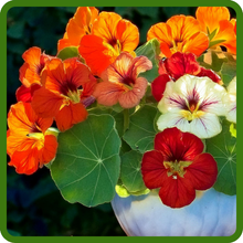 Fresh Cut Nasturtium Flowers For Vases & Bouquets