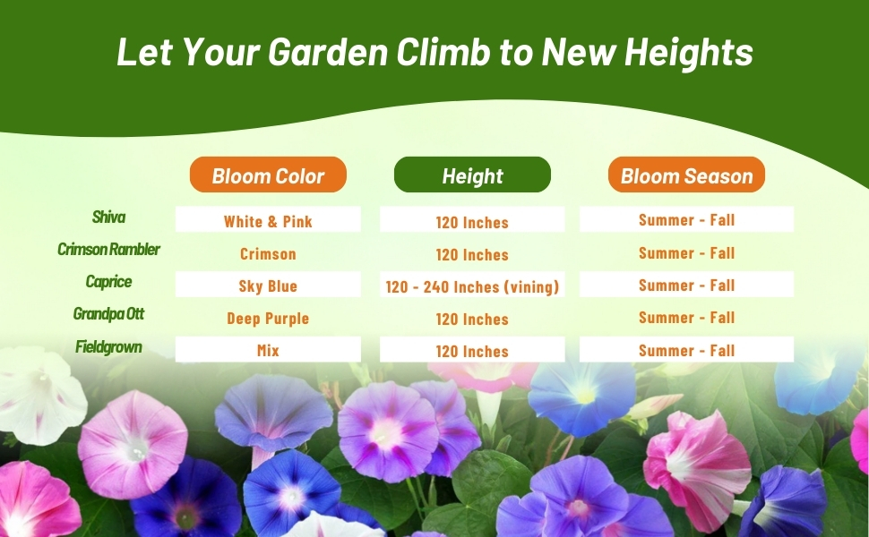 Bloom Color, Height, and Season Chart of Ipomoea Purpurea Morning Glory