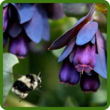 Cerinthe Honeywort Ideal for Pollinators