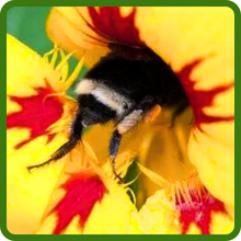 Nasturtium Pollinator Attracting Plants