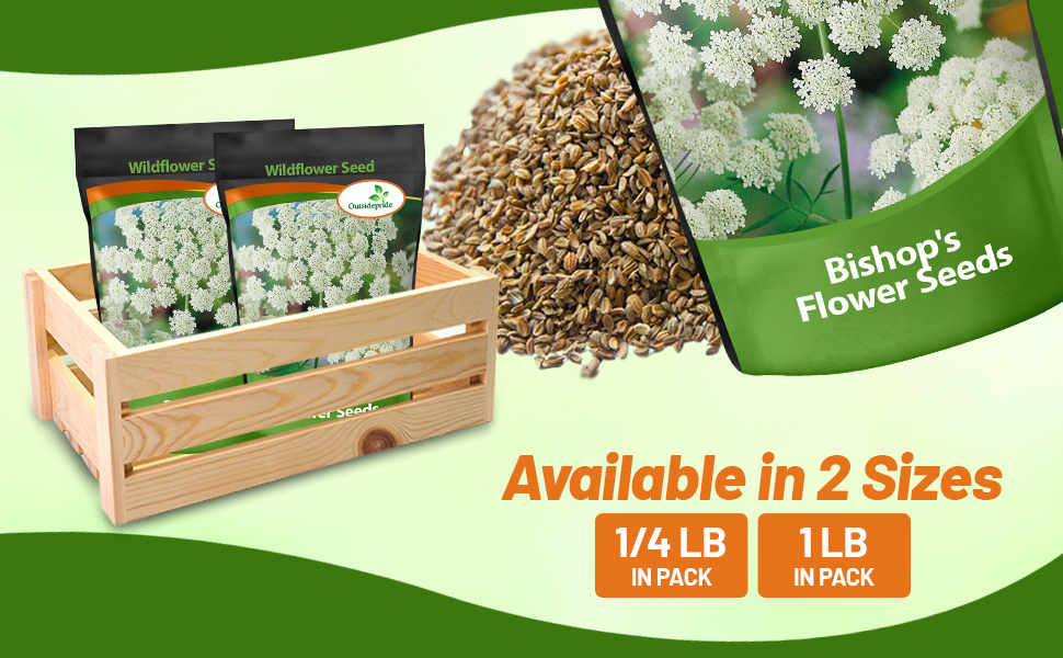 Queen Anne's Lace Bishop's Flower Seed Bag For Planting