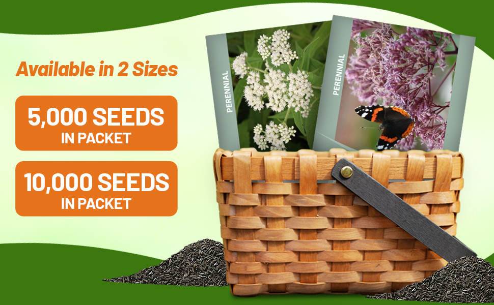 Joe Pyeweed & Boneset Eupartorium Seed Packets For Planting