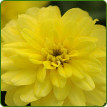 When to Plant Zinnia Zilliput Yellow Flower