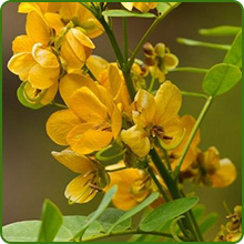 Senna Upright, Clumping Growth Habit