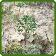 Drought Tolerant Eryngium Plants