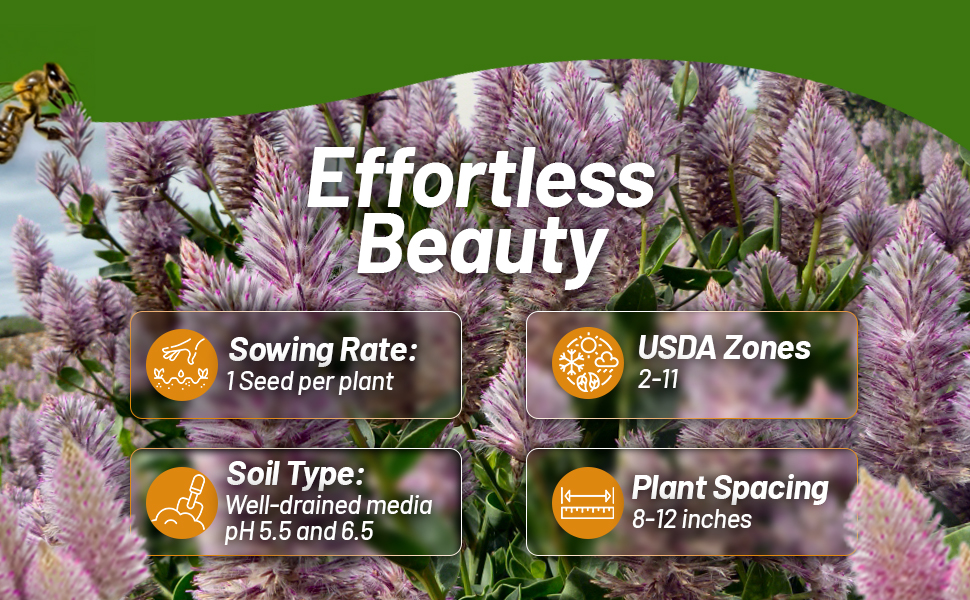 Planting Directions For Ptilotus Flowers
