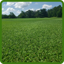 Dark Green Monaco Bermuda Lawn Seed