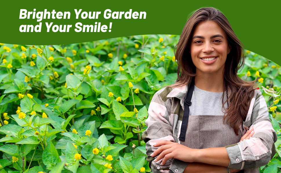 Toothache Plant Medicinal Herb Garden