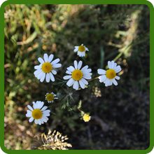 White Flowering Chamomile Plants