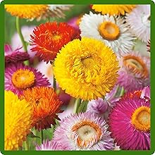 Helichrysum Paper Daisies Vibrant Flowers