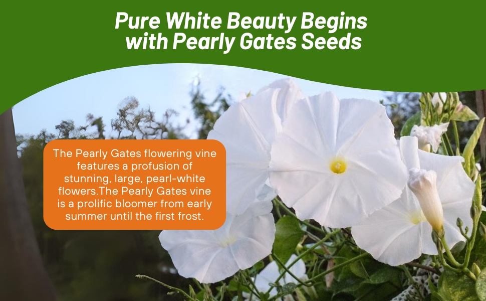 Morning Glory Pearl Gates  Flowering Vines Grown From Seeds