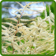 Elegant Feathery Plumes of Aruncus Goat's Beard