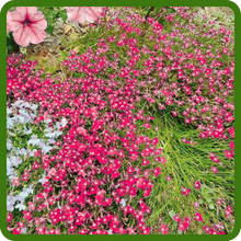 Compact & Low Growing Lobelia Rosamond