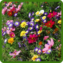 Wildflowers Ideal for Cutting and Display