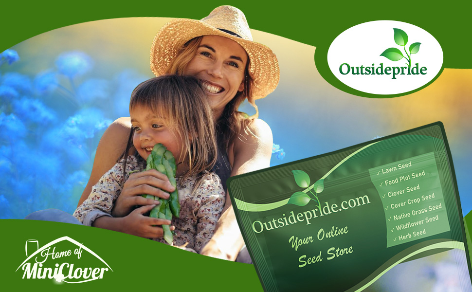 Blue Chinese Forget Me Not Wildflower Seed