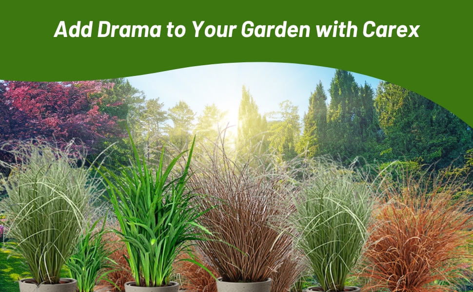 Carex Container Plants For Xeriscape Ornamental Grass Landscaping