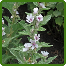 Self Sowing Marsh Mallow Plants
