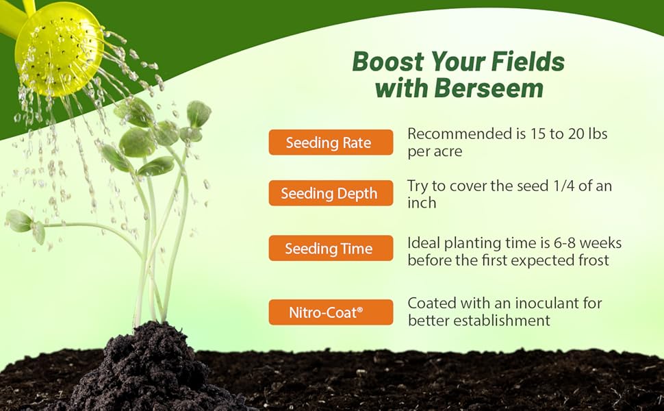 Seeding Rate & Planting Time For Berseem Clover