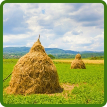Berseem Clover Hay Production