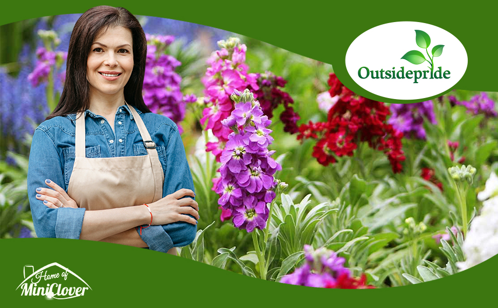 Mixture of Stock Flowers in Garden