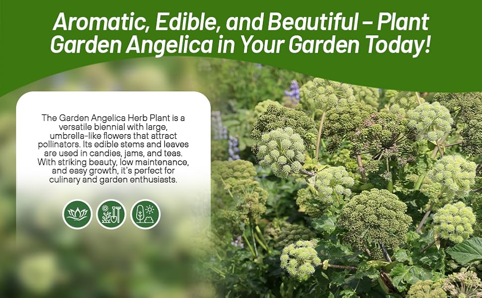 Angelica Herb Garden Edible Plants & Foliage