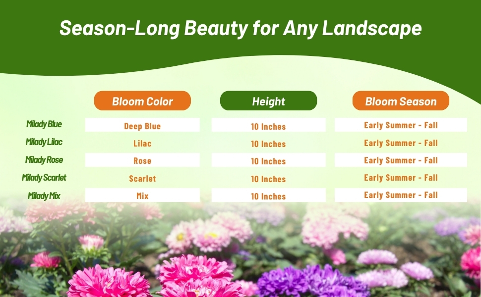 Bloom Season, Color, & Height Chart of Callistephus Dwarf Milady Aster Flowers