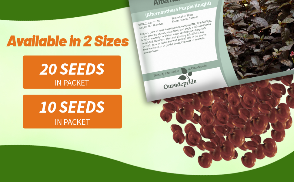 Alternanthera Purple Knight Seed Packets For Planting