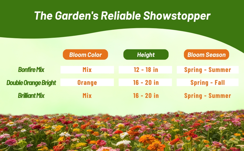 Bloom Season, Chart, & Color of Zinnia Zahara Flowers
